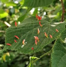 Attēlu rezultāti vaicājumam “Eriophyes tiliae”