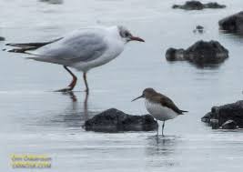 Attēlu rezultāti vaicājumam “Tringa ochropus”