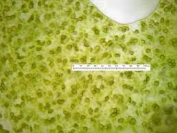 Attēlu rezultāti vaicājumam “Geocalyx graveolens”