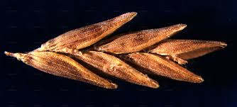 Attēlu rezultāti vaicājumam “Glyceria maxima fruit”