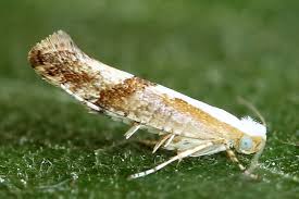Attēlu rezultāti vaicājumam “Argyresthia albistria”