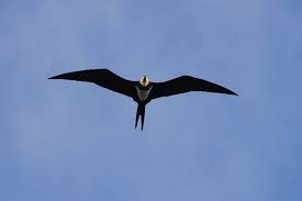 Image result for Fregata aquila