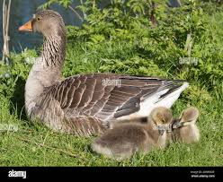 Attēlu rezultāti vaicājumam “Anser anser”