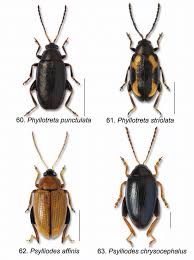Attēlu rezultāti vaicājumam “Phyllotreta sp.”