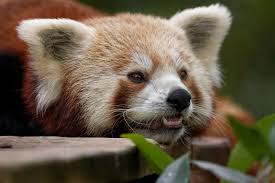 Résultat de recherche d'images pour "pandas"