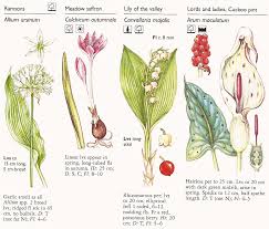 Attēlu rezultāti vaicājumam “Allium ursinum fruit”
