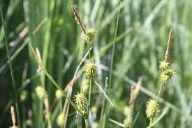 Attēlu rezultāti vaicājumam “Carex lepidocarpa”