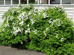 Attēlu rezultāti vaicājumam “Spiraea chamaedryfolia”