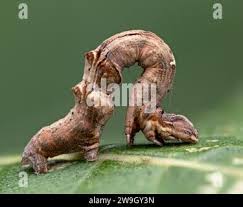 Attēlu rezultāti vaicājumam “Selenia dentaria larva”