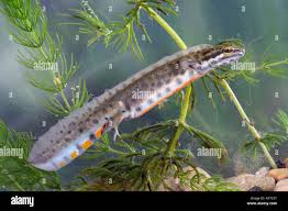 Attēlu rezultāti vaicājumam “Triturus vulgaris female”