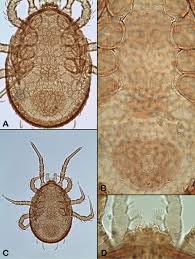 Attēlu rezultāti vaicājumam “Mesostigmata”