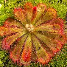 Image result for Drosera