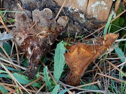 Attēlu rezultāti vaicājumam “Onnia triquetra”