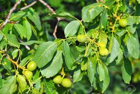 Attēlu rezultāti vaicājumam “Juglans regia fruit”