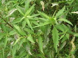 Image result for Chenopodium ambrosioides