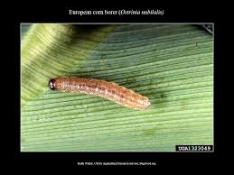 Attēlu rezultāti vaicājumam “Euura brevicornis larva”