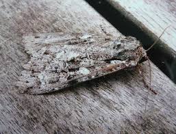 Attēlu rezultāti vaicājumam “Eurois occulta”