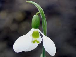 Attēlu rezultāti vaicājumam “Galanthus nivalis fruit”