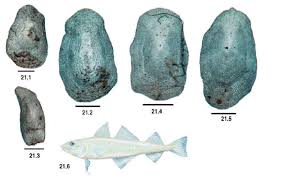 Image result for Microgadus tomcod