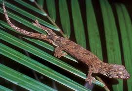 Attēlu rezultāti vaicājumam “Lycogala convexum macro”