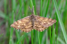 Attēlu rezultāti vaicājumam “Ematurga atomaria”