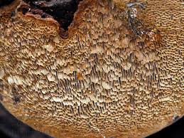 Attēlu rezultāti vaicājumam “Phellinus pini”