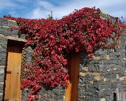 Attēlu rezultāti vaicājumam “Parthenocissus quinquefolia”