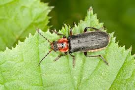 Attēlu rezultāti vaicājumam “Cantharis rustica imago”