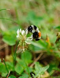 Attēlu rezultāti vaicājumam “Bombus”