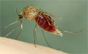 Attēlu rezultāti vaicājumam “Culex pipiens female”