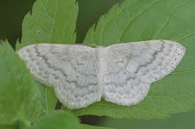 Attēlu rezultāti vaicājumam “Scopula floslactata”