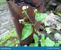 Image result for Ageratum conyzoides