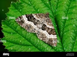 Attēlu rezultāti vaicājumam “Xanthorhoe spadicearia”