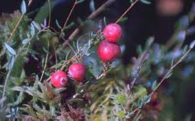 Attēlu rezultāti vaicājumam “Oxycoccus microcarpus”