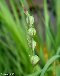 Attēlu rezultāti vaicājumam “Gladiolus imbricatus leaf”