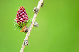 Attēlu rezultāti vaicājumam “Larix decidua flower”