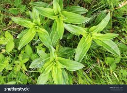 Attēlu rezultāti vaicājumam “Gentiana cruciata leaf”