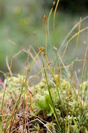 Attēlu rezultāti vaicājumam “Carex pauciflora”
