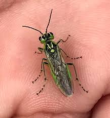 Attēlu rezultāti vaicājumam “Rhogogaster viridis”