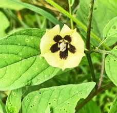 Attēlu rezultāti vaicājumam “Epilobium palustre fruit”