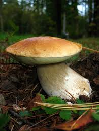 Attēlu rezultāti vaicājumam “Boletus edulis”