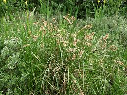 Attēlu rezultāti vaicājumam “Carex disticha”