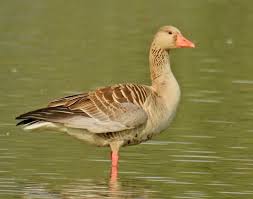 Attēlu rezultāti vaicājumam “Anser anser”