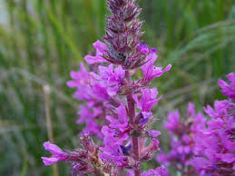 Attēlu rezultāti vaicājumam “Lythraceae”