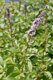 Image result for Menta x piperita