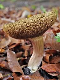 Attēlu rezultāti vaicājumam “Diderma simplex macro”