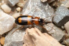 Attēlu rezultāti vaicājumam “Badister bullatus”