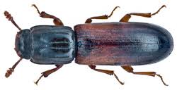 Attēlu rezultāti vaicājumam “Zopheridae”