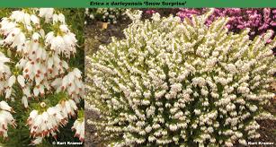 Attēlu rezultāti vaicājumam “Erica x darleyensis”
