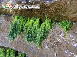 Attēlu rezultāti vaicājumam “Enteromorpha sp.”